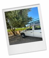 Der Mallorquiner Weintag - Pla Tour